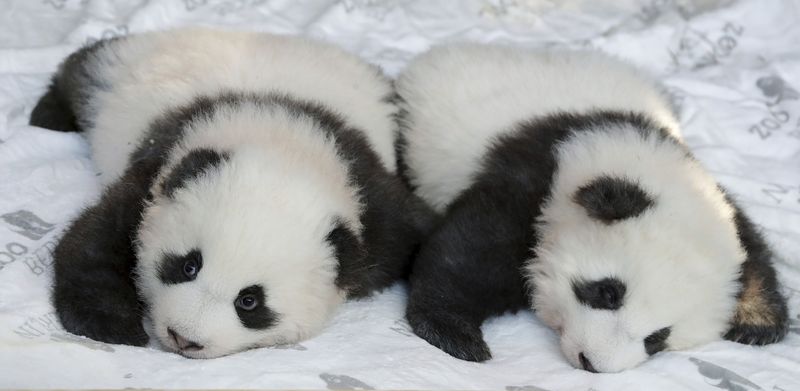 Panda bear cubs