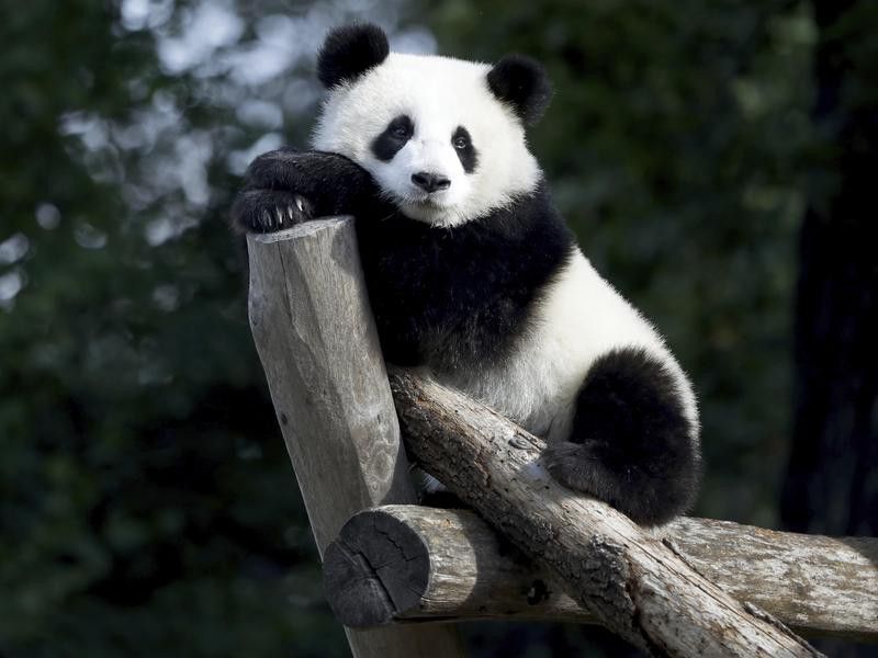 Panda bear perched on a log