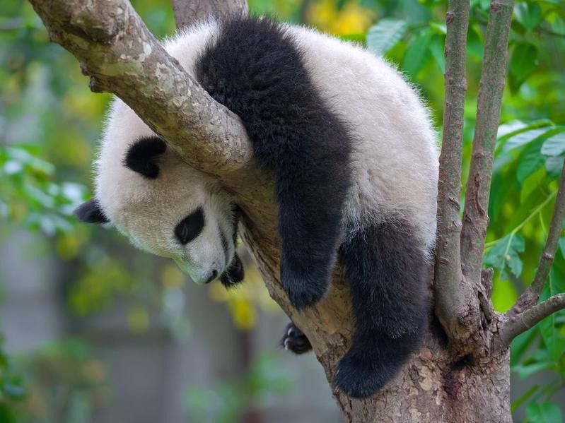 Panda climbing a tree