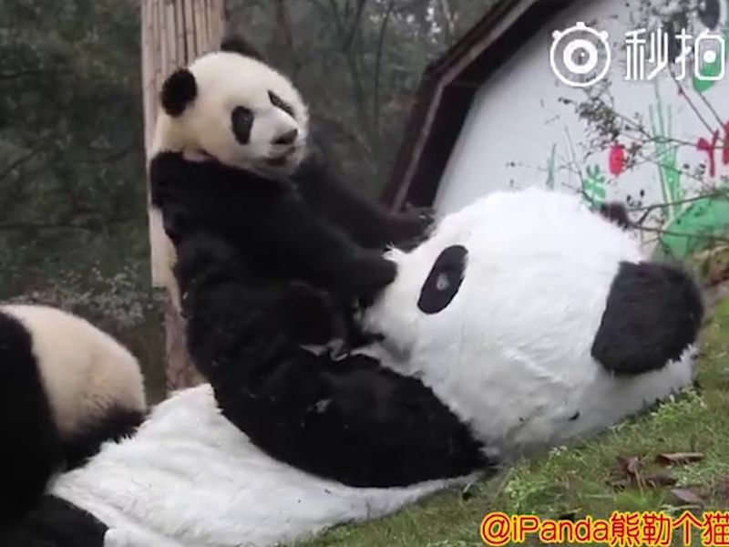 Panda cuddler job at Chinese zoo