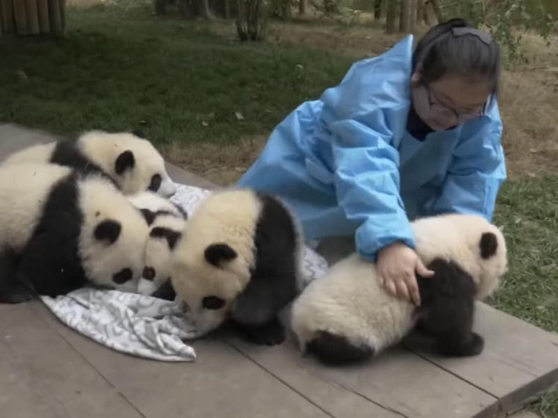 Panda nanny