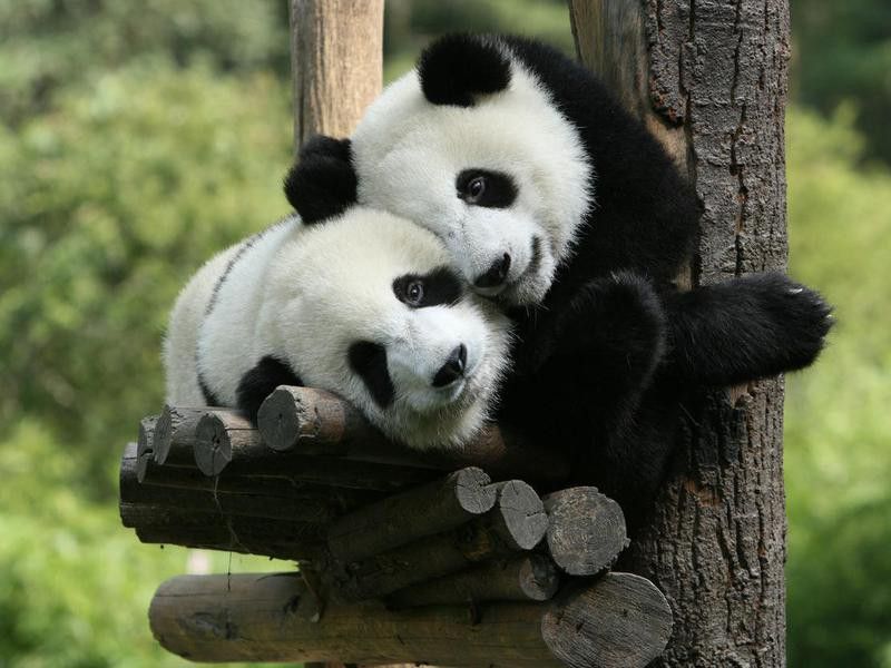 Pandas at a zoo