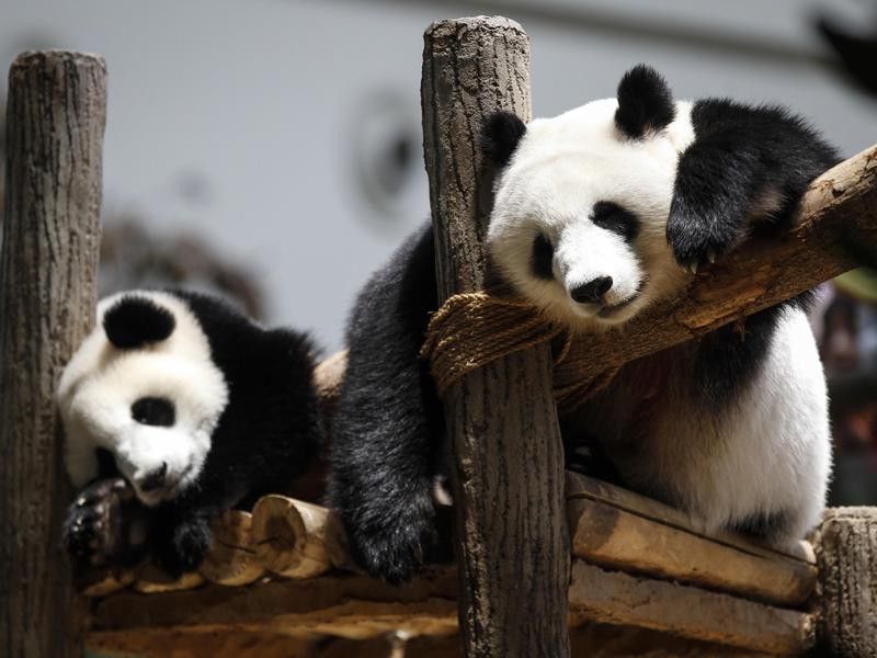Pandas climbing