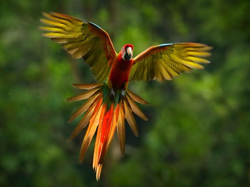 Parrot flying in dark green vegetation