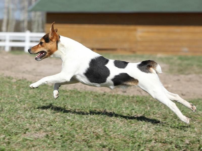 Parsons Russell Terrier