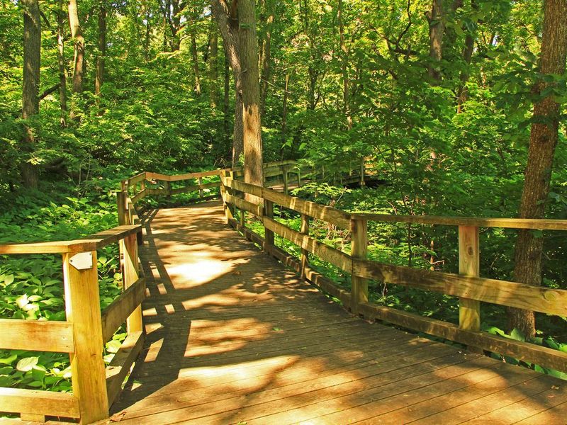 Peaceful Boardwalk Trail in Fontenelle Forest Nature Center