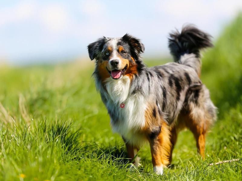 Pedigree Dogs Are Better Behaved — Debunked