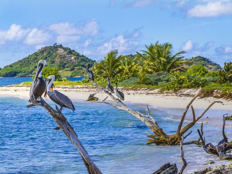 Pelicans on Sandy Island, Grenada