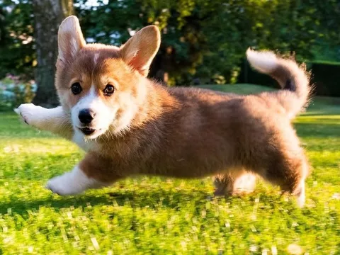 a cute small dog breed
