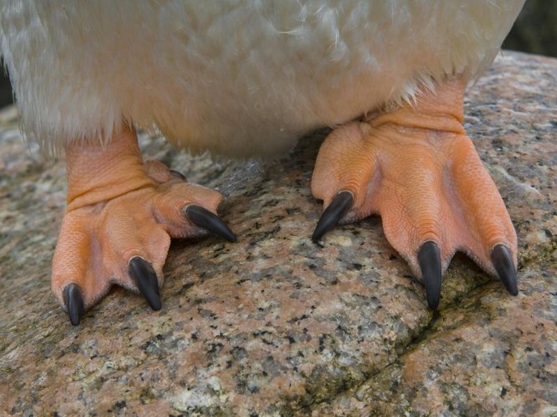 Penguin feet
