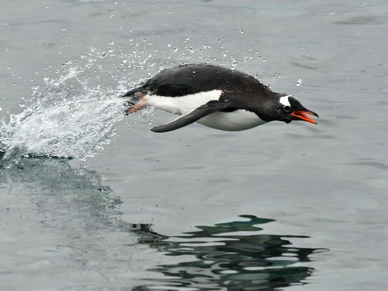 Penguin jumping out of water