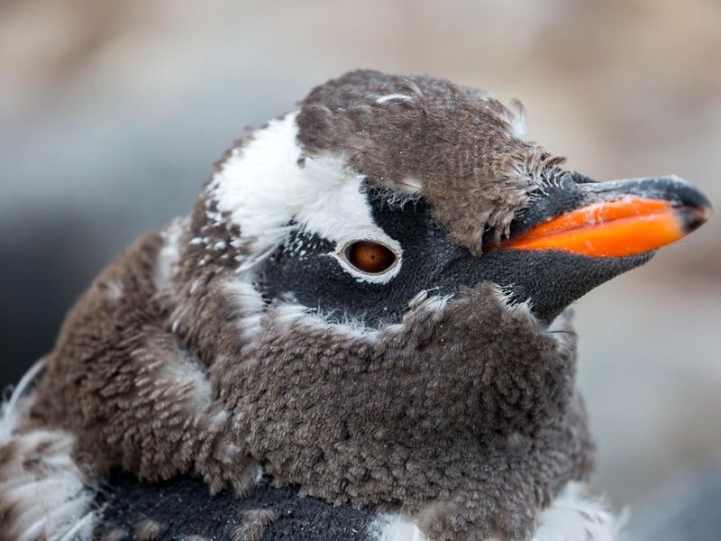 Penguin molting