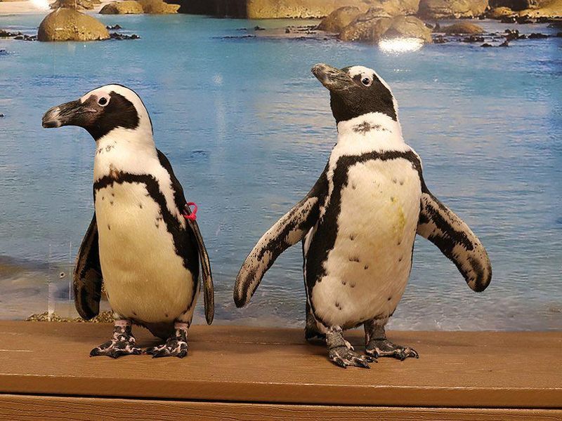 Penguins at The Florida Aquarium