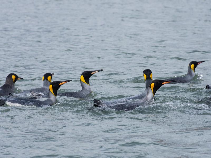 Penguins swimming