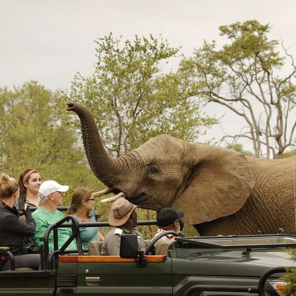 Best Wildlife Safari Destinations in the World