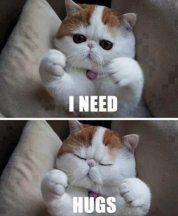 Persian cat needs hugs