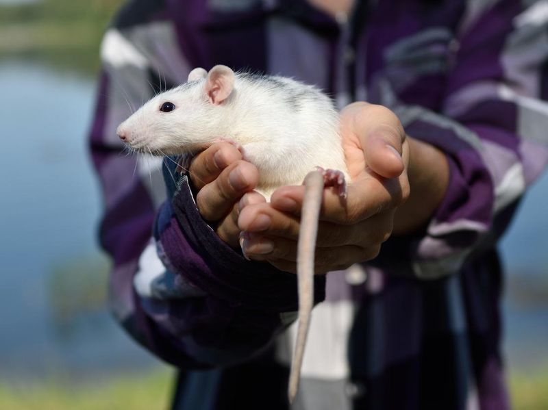 Person holding pet rat outside