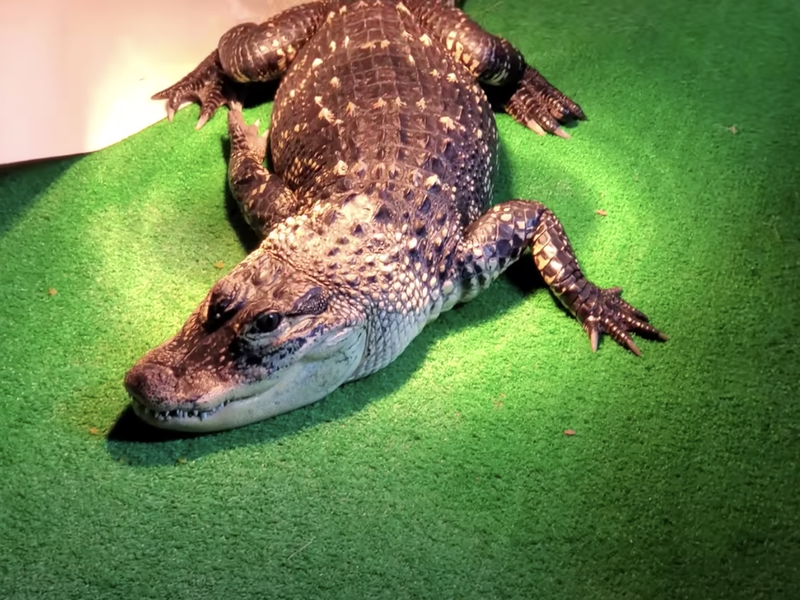 Pet alligator indoors
