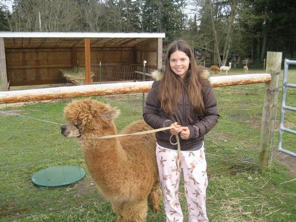 Pet alpaca