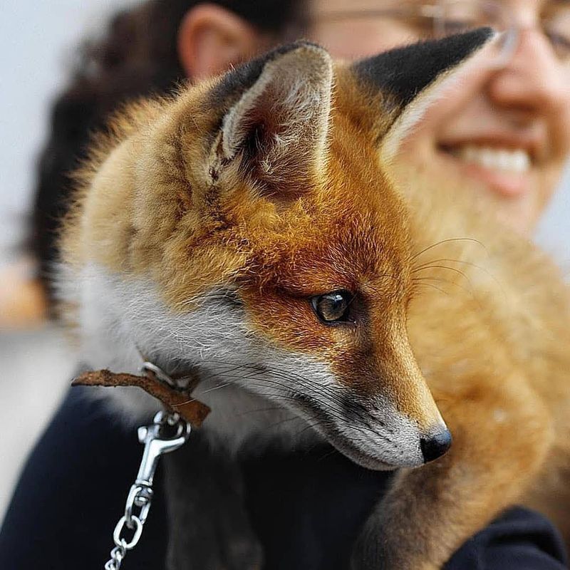 Pet fox on owner's shoulder