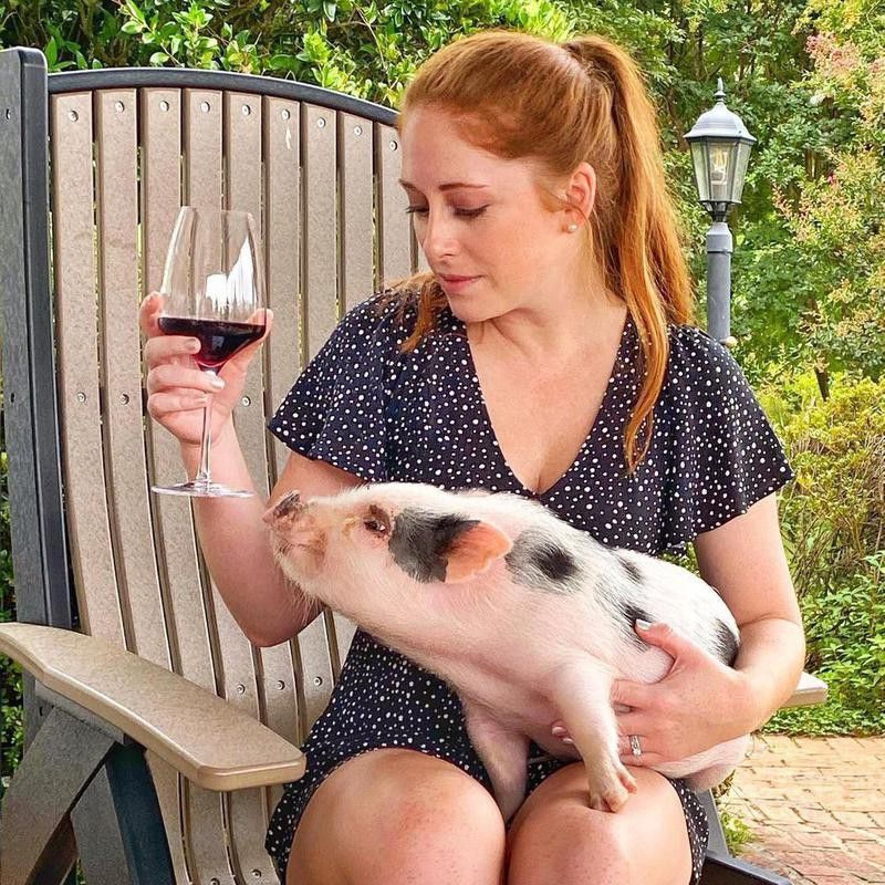 Pet pig trying to drink wine