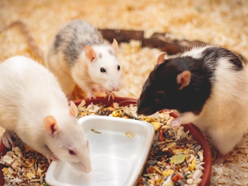 Pet rats having a meal