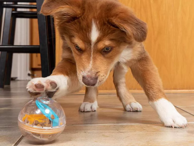 3 Puzzle Toys to Keep Your Dog Entertained in Quarantine