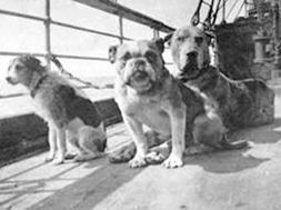 Pets aboard the Titanic