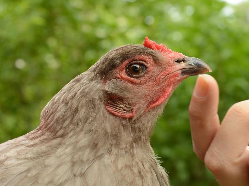 Petting an Easter Egger Chicken