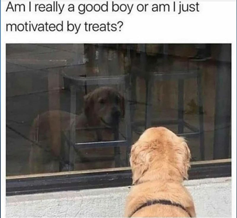 Philosophy dog
