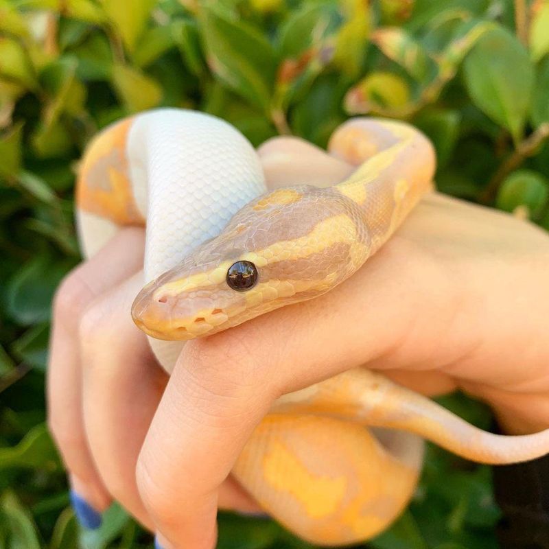 Piebald banana ball python