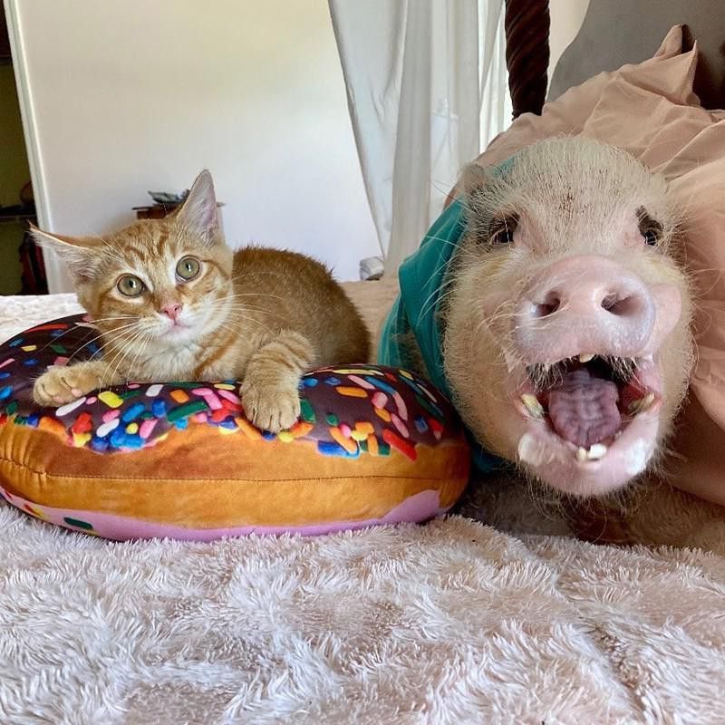 Pig and kitten
