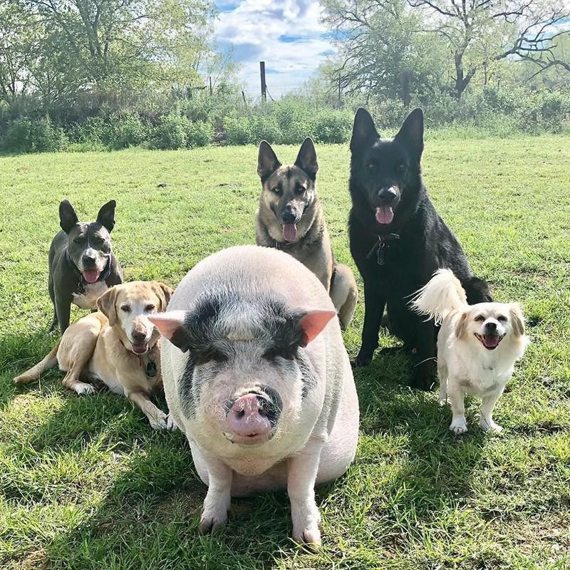 Pig and pack of dogs