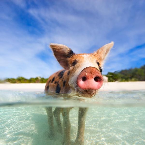 What to Know Before Visiting Pig Beach in the Bahamas