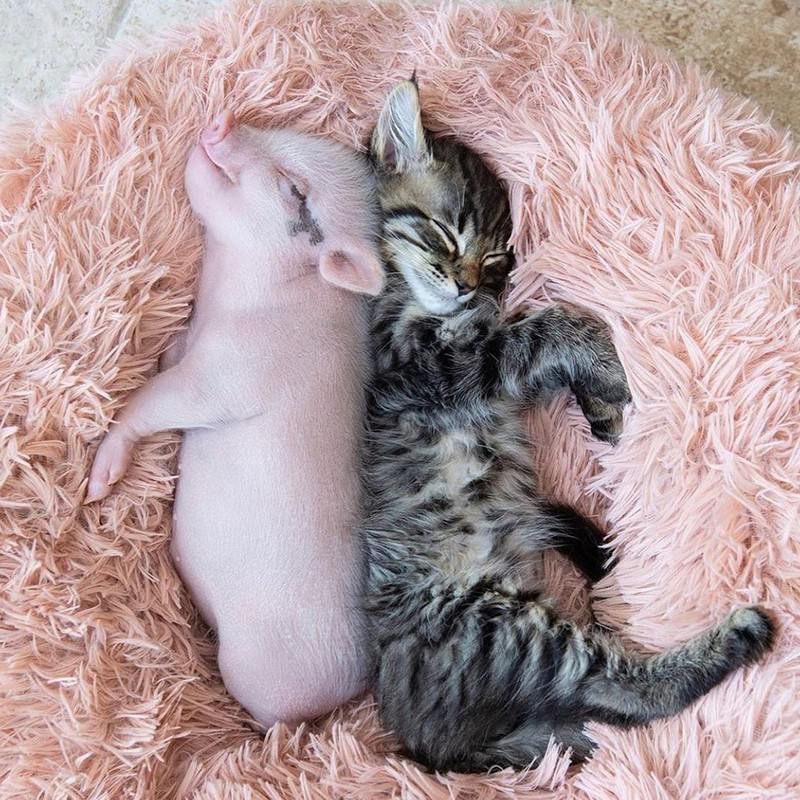 Piglet and kitten
