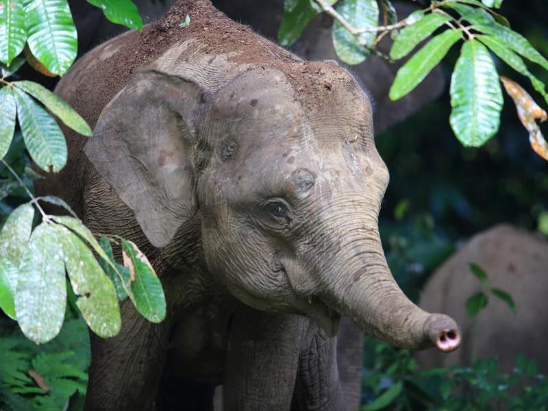 Pigmy elephant in Borneo