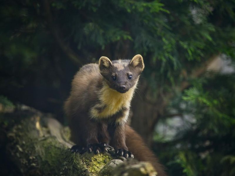 Pine Martin on branch in tree