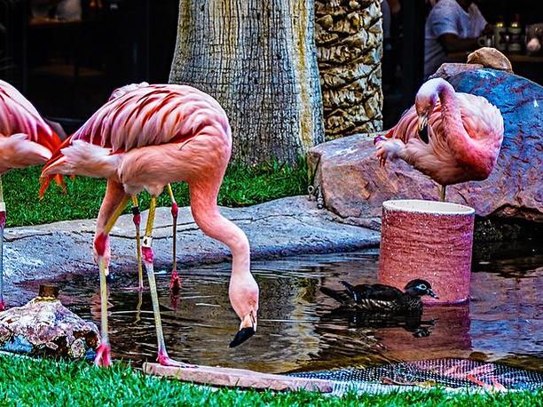 Pink flamingos in Las Vegas
