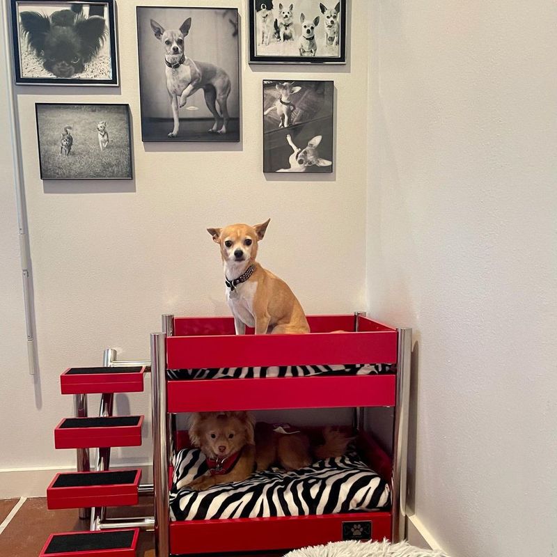 Pinterest Dog Room Ideas
