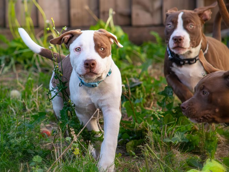 Pit bull puppies playing outside