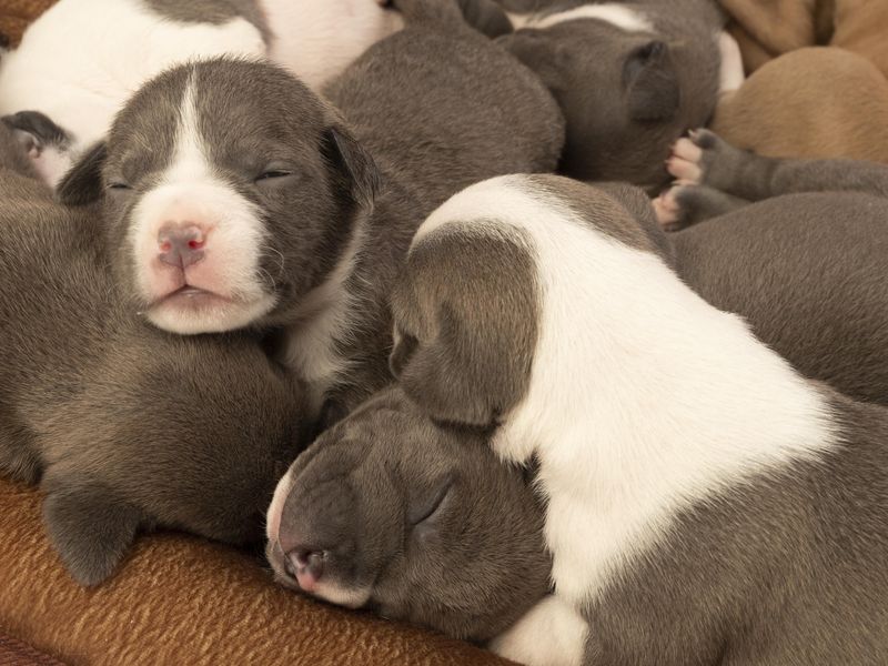 Pit bull puppies sleeping