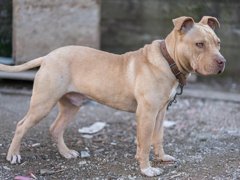 Pit bull puppy on a leash in a yard