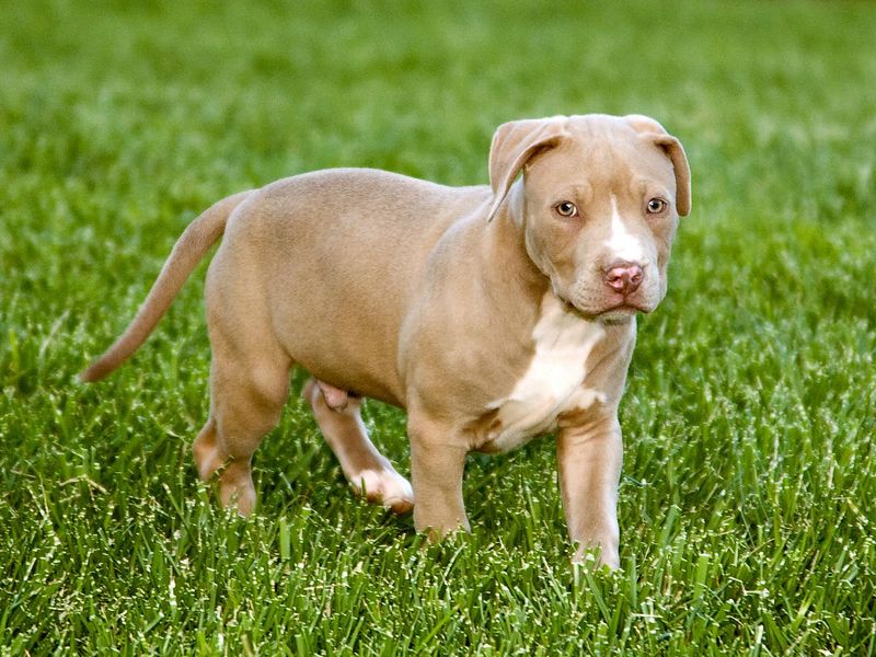 Pit bull puppy walking on lawn