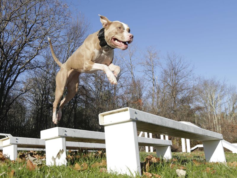 Pit bull running and jumping through an obstacle course