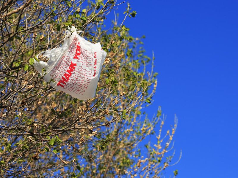 plastic shopping bag caught in a tree