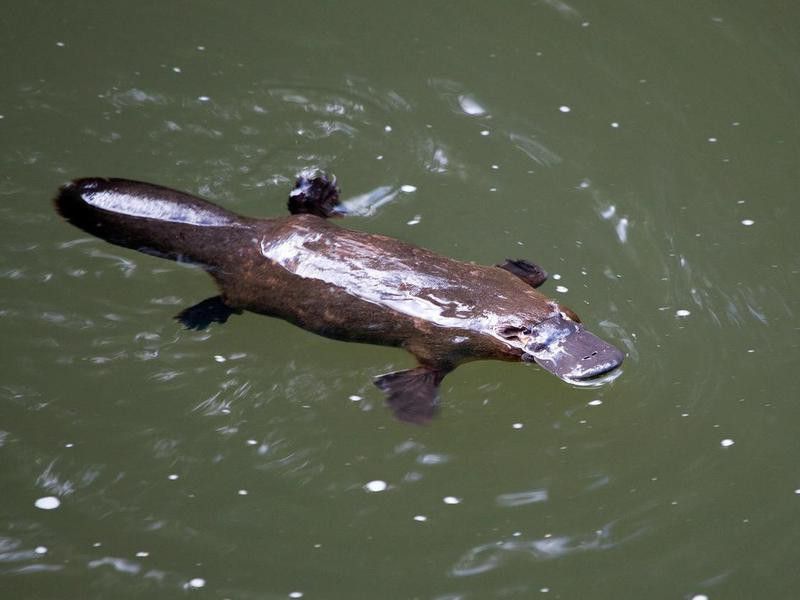 Platypus swimming in Australia
