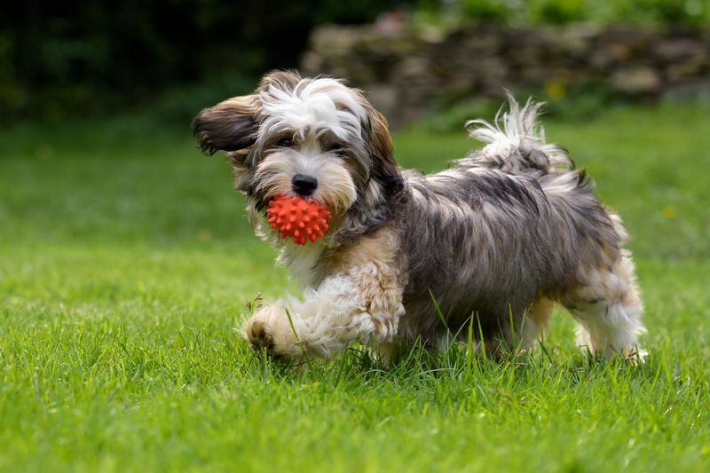 Playful havanese puppy dog walking with a red ball