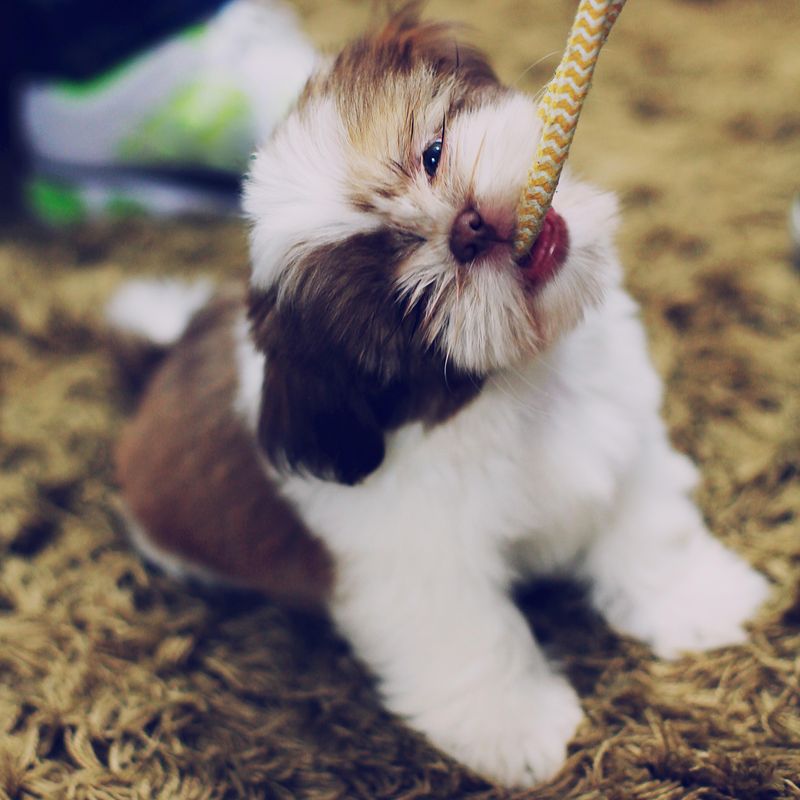 Playful Shih Tzu Pup