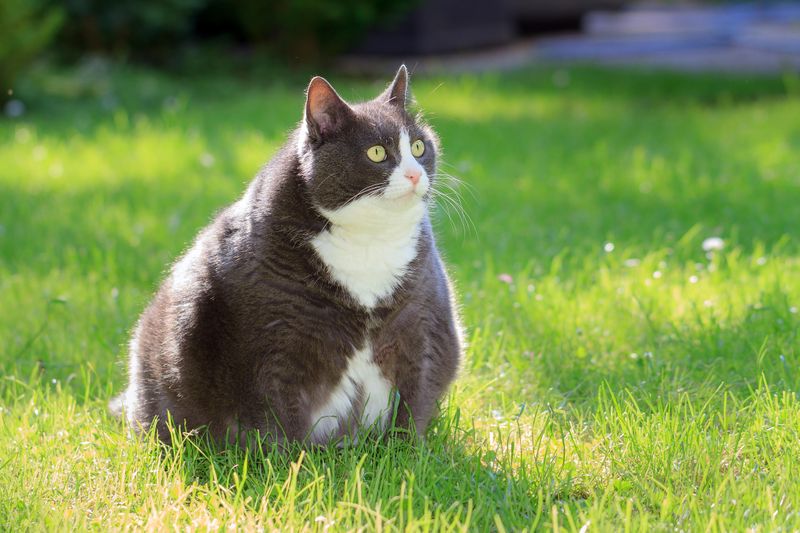 Plus-sized cat on the grass