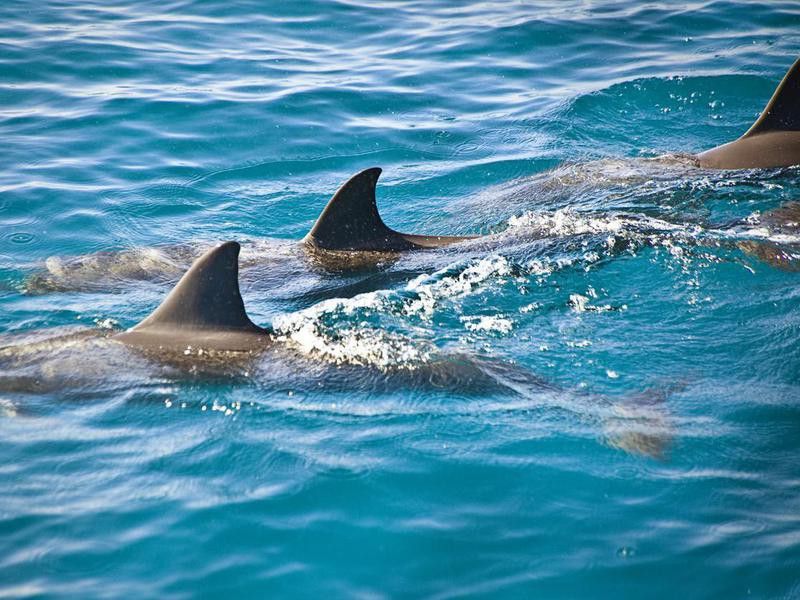 Pod of Spinner Dolphins
